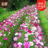 北蔬 格桑花种子苗波斯菊混色四季开花庭院室外花卉籽 格桑花种子半斤