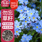 寿禾勿忘我种子苗家庭盆栽种植花卉种籽 潍丰寿艺勿忘我种子2500粒