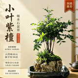 植筑小叶紫檀吸水石造型盆景摆件办公室桌面茶室内客厅盆栽水培绿植物 天然吸水石+小叶森林紫檀+（塑料盆） 高48cm*宽28cm*长32cm