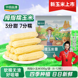 华田禾邦【26年头茬】云南拇指玉米1斤(8-12根) 儿童甜糯小玉米西双版纳