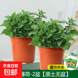 柠檬薄荷盆栽可食用迷迭香薄荷叶苗驱蚊草水培好养花卉室内绿植物 中盆薄荷2盆(原土无盆)+2营养液 含盆