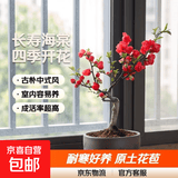 原生长寿冠海棠花盆栽四季开花树苗花卉植物室内盆景老桩耐寒好养 6年海棠【带原土 带花苞】 不含盆