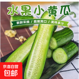 京喜加寿光新鲜无刺水果小黄瓜小青瓜脆甜荷兰脆嫩生吃黄瓜蔬菜 2根 200g 尝鲜装