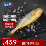 海名威冷冻黄花鱼600g/条 宁德大黄鱼 海鱼 生鲜鱼类 海鲜水产