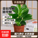 特价大叶金钻绿公主盆栽植物除甲醛绿植办公室四季常青室内摆放2 【拍一发二】金钻+基地原盆 含盆高度15-20厘米