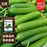 北蔬 水果小黄瓜种子苗绿心强雌秋冬蔬菜种籽 荷兰水果黄瓜种子100粒