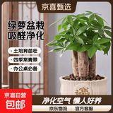 【绿萝盆栽】吸甲醛净化空气水培绿植物懒人花卉好养搬家礼物全 【新居入伙】5年粗壮三杆发财树+招财进宝竖纹陶瓷盆 整体含盆高度20-25cm