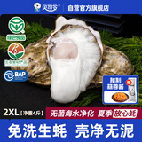 贝司令鲜活免洗生蚝乳山生态牡蛎2XL 净重4斤 13-17只 生鲜 源头直发