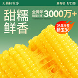 天勤粒粒净有机黄糯玉米棒 26年新鲜糯玉米 甜粘非即食低脂 健康早餐代餐 【鲜甜黏糯】小黄糯220g*3条