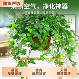 叹为观止18种吊兰任你选金边吊兰各种盆栽花卉客厅垂吊桌面植物净化空气 特级大号常春藤【垂吊花盆】 不含盆