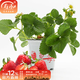 寿禾草莓苗带土发货大苗寿光大型苗场四季带盆栽好蔬菜苗批发种子秧苗 红颜草莓苗1盆