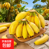 新鲜现摘香蕉小米蕉青皮发货放熟吃新鲜水果 小米蕉 8斤