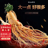 长白山人参酒浸保鲜人参单支约100-120克,泡酒材料粮食酒密封保鲜参送长辈