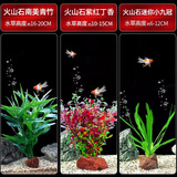 疯狂水草鱼缸水草植物直接入缸火山石南美青竹红丁香九冠水草源头直发包邮