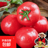 西红柿水果沙瓤番茄多汁新鲜蔬菜生鲜减肥减脂可生吃 西红柿 2斤 尝鲜装