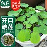 寿禾 碗莲种子水培已开口鱼缸盆栽四季开花植物 碗莲种子30粒
