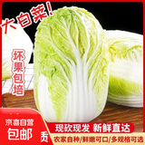 山东寿光大白菜黄心大娃娃菜农户现摘新鲜蔬菜原产地整箱批发 寿光白菜6斤