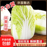 山东寿光大白菜黄心大娃娃菜农户现摘新鲜蔬菜原产地整箱批发 寿光白菜4斤