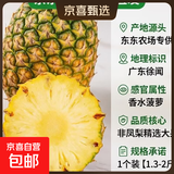 【东东农场专供】广东徐闻香水菠萝生鲜水果非凤梨精选大果 1个装【1.3-2斤】单果650g起