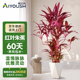 爱优尚红叶朱蕉造型盆栽室内客厅网红北欧大型植物好养绿植源头直发