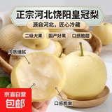正宗河北饶阳皇冠梨产地直发新鲜冷藏大果箱装