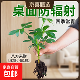 【八方来财】发财树鸭脚木盆栽四季常青桌面防辐射花卉盆景 八方来财【水培小苗1颗】 送肥料