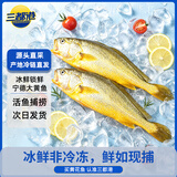三都港【冰鲜】活鱼捕捞黄花鱼1.6kg以上/4条装大黄鱼中秋海鲜 源头直发