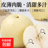 水果正宗河北皇冠梨深县皇冠梨产地直发翠冠梨 带箱2斤装1.6-1.8斤