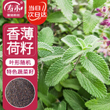 寿禾 薄荷种子苗可食用香草植物盆栽种植 潍丰食用香薄荷种子1200粒