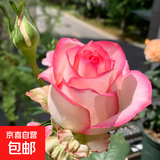 果汁阳台月季花苗四季开花卉盆栽绿植物室内花易活玫瑰带花苞庭院 艾莎【大花浓香，月月开分枝多】 【带花苞】【盆口径15cm】原盆冠25高35