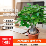 发财树盆栽大植物室内办公室桌面客厅小盆景招财树苗绿植花卉盆栽 大单杆发财树 11-14cm【原盆】 【送肥料】