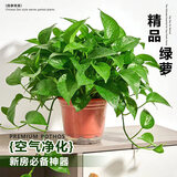 叹为观止18种吊兰任你选金边吊兰各种盆栽花卉客厅垂吊桌面植物净化空气 绿萝 含盆