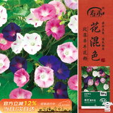 寿禾 牵牛花种子苗阳台爬藤盆栽花卉种籽 寿艺爬藤牵牛花种子约3000粒