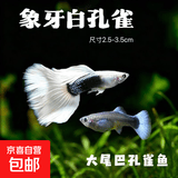 象牙白礼服孔雀鱼纯种热带繁殖精品小型胎生观赏鱼 2-3.3厘米精品象牙白（成鱼）（可繁殖） 象牙白随机1条