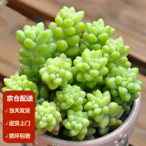 墨一【送货上门】多肉植物带盆组合套装多肉办公室绿植花卉三八节礼物 新玉缀 【塑料盆栽好】