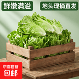 生吃意大利奶油生菜新鲜生菜即食沙拉蔬菜火锅烤肉整箱烧烤涮菜 地头现摘 鲜嫩脆甜【常温发货】 河南意大利生菜整箱5斤（净重4.6斤）