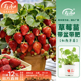 寿禾草莓苗带土发货大苗寿光大型苗场四季带盆栽好蔬菜苗批发种子秧苗 红颜草莓苗 6盆+肥料