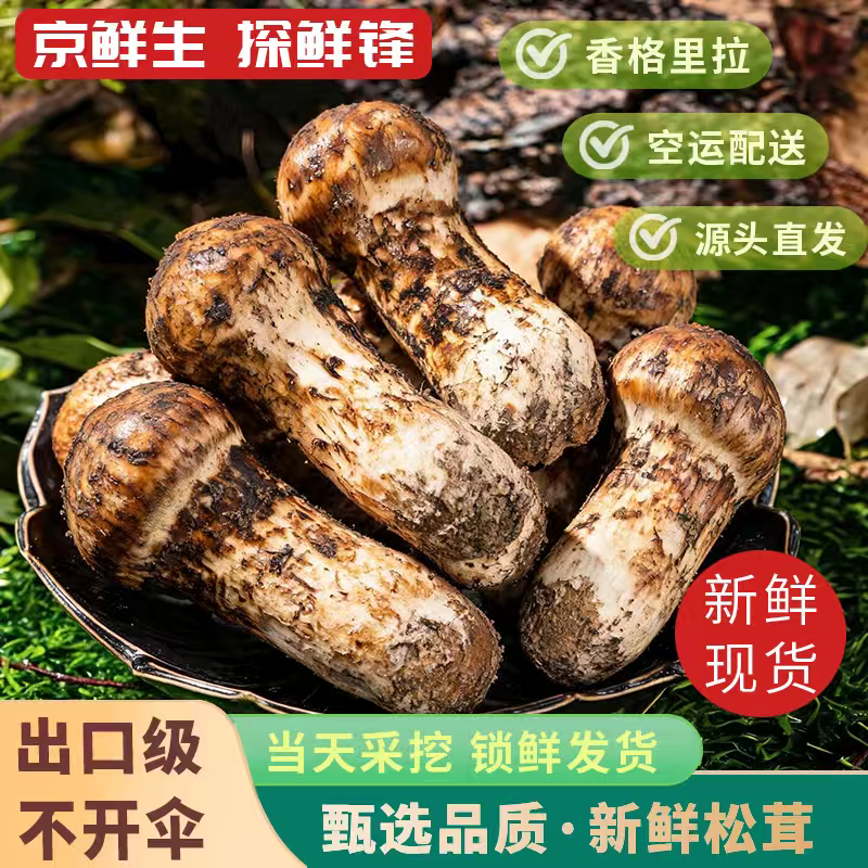 京鲜生探鲜锋云南新鲜松茸净重500g单个8-10cm空运出口级别源头直发包邮
