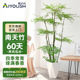 爱优尚精品南天竹室内办公室大型绿植盆栽客厅造景真树四季常青源头直发