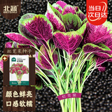 北蔬 红苋菜种子种苗圆叶汉菜种子四季蔬菜种籽 北蔬红苋菜种子4000粒