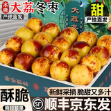 粤迎陕西大荔冬枣【京东顺丰送货上门】新鲜当季现摘现发脆甜冰糖枣子 5斤礼盒装【送礼优选装-蕞蕞划算】净4.5斤 A+级精选果【单果12-15g】脆甜