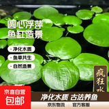 疯狂水草浮萍水草水上和鱼共养金鱼缸造景古法养鱼净化水质水芙蓉 圆心萍5颗