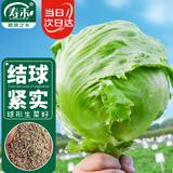 寿禾圆生菜种子苗结球秋冬盆栽蔬菜种籽 绿翡翠结球生菜种子10g*2袋