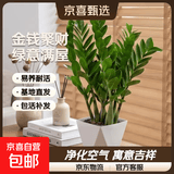 【金钱树】盆栽客厅室内植物钱串子大型发财绿植乔迁开业送盆花卉 6-9株 50-60cm+菱形树脂花盆 送肥料