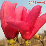 龙辰语红玉兰花苗紫玉兰树苗 当年开花 玉兰苗 白玉兰盆栽庭院苗木花卉