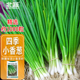 北蔬 四季小香葱种子小葱苗种苗家种盆栽菜种籽 四季小香葱种子1000粒