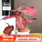 虹越（HONGYUE）高端绿植彩叶芋盆栽 多品可选室内阳台客厅装饰观叶植物 【DH彩叶芋】