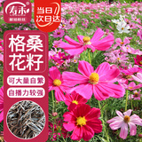 寿禾 格桑花种子种苗波斯菊花种籽 潍丰矮韵格桑花种子(矮秆型)1500粒