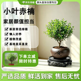 京东绿植小叶赤楠水培植物绿植办公室内水养绿萝花卉盆栽舍得源头直发