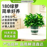 京东绿植绿萝盆栽除甲醛花卉绿植办公室新房净化空气180加仑4盆装源头直发